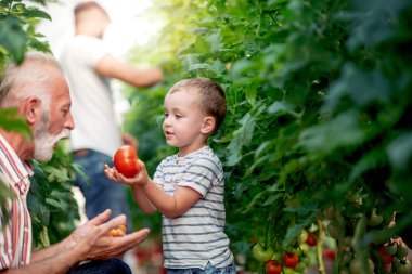 Dede ve torunu sera içinde onlar domates birlikte toplama vardır.