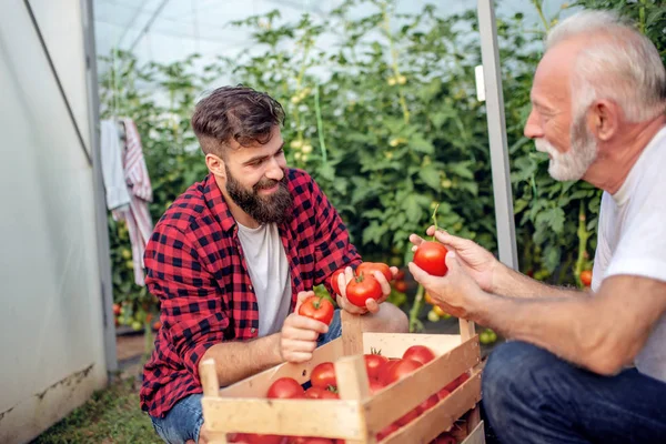 Père Fils Vérifient Récolte Tomates Serre Concept Des Personnes Agriculture — Photo