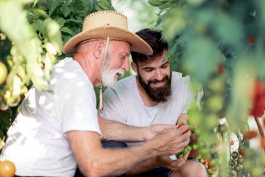 Baba ve oğul sera domates hasat kontrol.