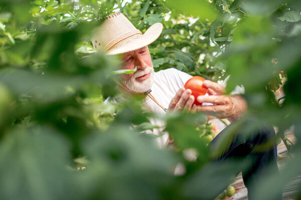 Gardener working in greenhouse,close up.