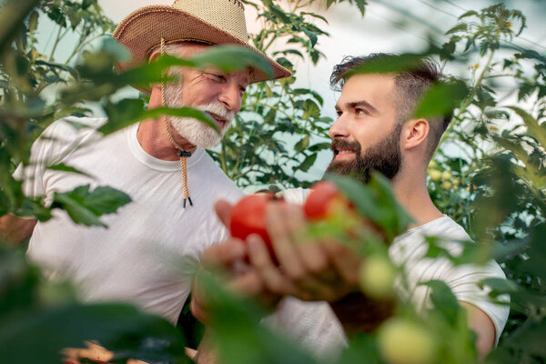 Father and son check harvest of tomato in greenhouse.People,farming, gardening and agriculture concept.