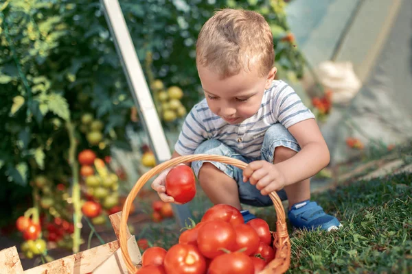 Lille Pojken Att Samla Tomater Växthus — Stockfoto