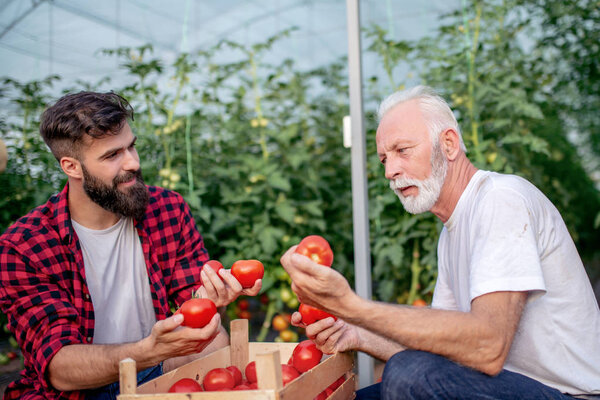 Father and son check harvest of tomato in greenhouse.People,farming, gardening and agriculture concept.