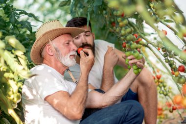 Baba ve oğul seradaki domates hasadını kontrol ediyor. İnsanlar, tarım, bahçıvanlık ve tarım kavramları..