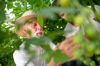 Baba ve oğul seradaki domates hasadını kontrol ediyor. İnsanlar, tarım, bahçıvanlık ve tarım kavramları..