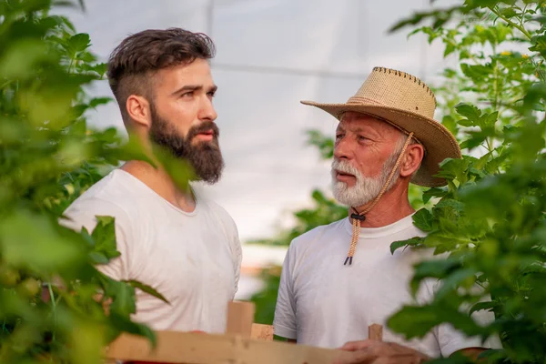 아버지와 온실에서 토마토의 — 스톡 사진