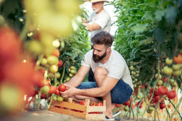 Père Fils Vérifient Récolte Tomates Serre — Photo