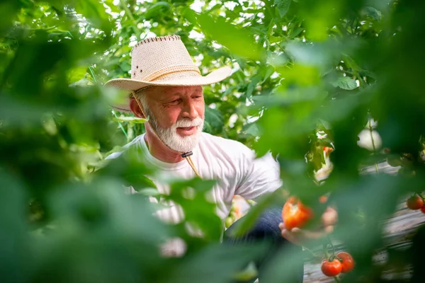 Lachende Tuinman Werken Een Kas — Stockfoto