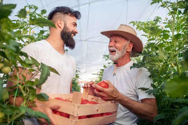 Father and son check harvest of tomato in greenhouse.