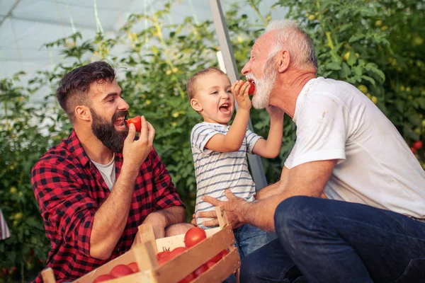 Großvater Sohn Und Enkel Arbeiten Gewächshaus Und Pflücken Tomaten Sie — Stockfoto