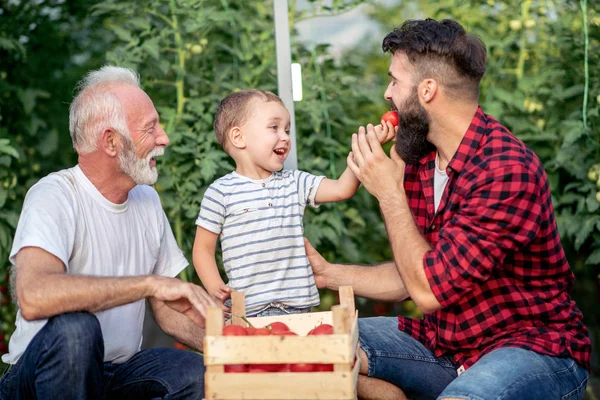 Großvater Sohn Und Enkel Arbeiten Gewächshaus Und Pflücken Tomaten Sie — Stockfoto