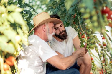 Baba ve oğul seradaki domates hasadını kontrol ediyor. İnsanlar, tarım, bahçıvanlık ve tarım kavramları..