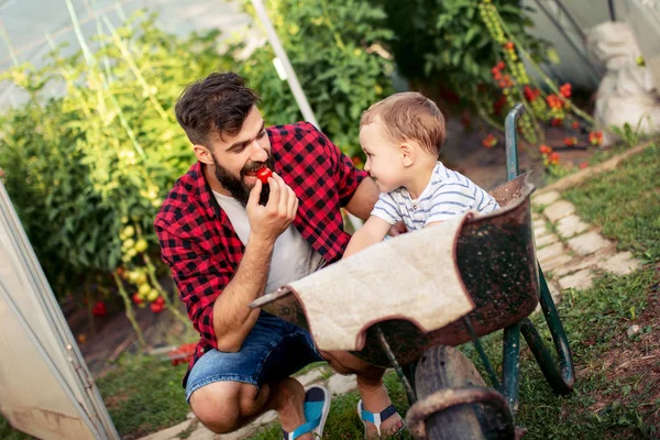 快乐的父亲和他的小儿子在温室前玩手推车 他们吃西红柿 — 图库照片