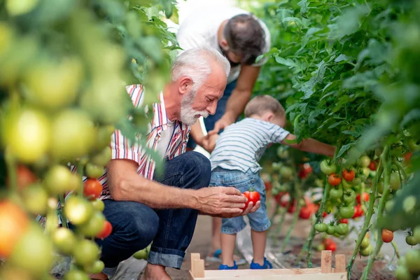 Familjen Arbetar Tillsammans Växthus Porträtt Farfar Son Och Sonson Medan — Stockfoto