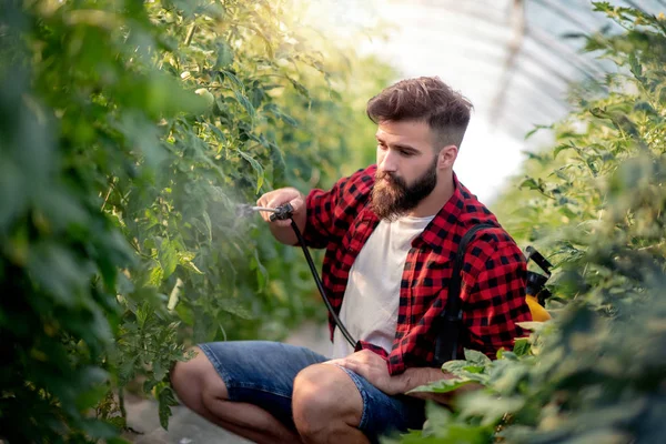 Young Man Greenhouse Spraying Plants — Stock Photo, Image