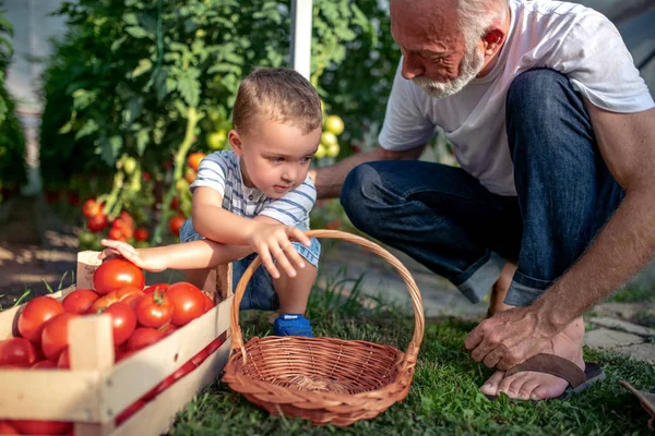 Menino Seu Avô Coletando Tomates Estufa — Fotografia de Stock