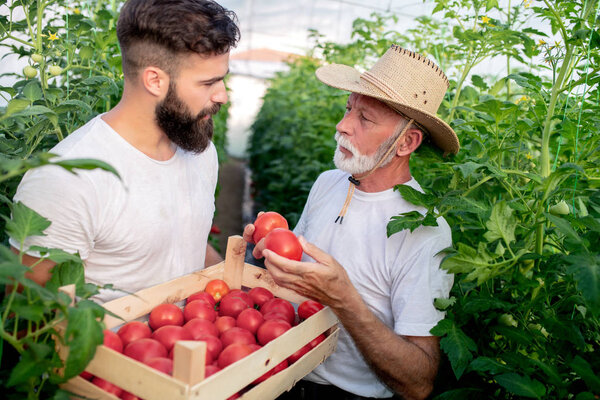 Father and son check harvest of tomato in greenhouse.People,farming, gardening and agriculture concept.