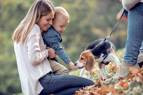 Ευτυχισμένη Οικογένεια Σκύλο Στο Δάσος Ηλιόλουστη Καλοκαιρινή Μέρα — Φωτογραφία Αρχείου