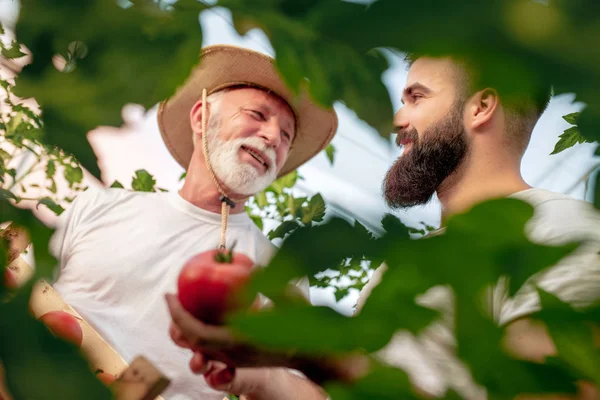 Vater Und Sohn Prüfen Tomatenernte Gewächshaus — Stockfoto