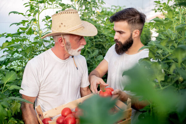 Father and son check harvest of tomato in greenhouse.People,farming, gardening and agriculture concept.