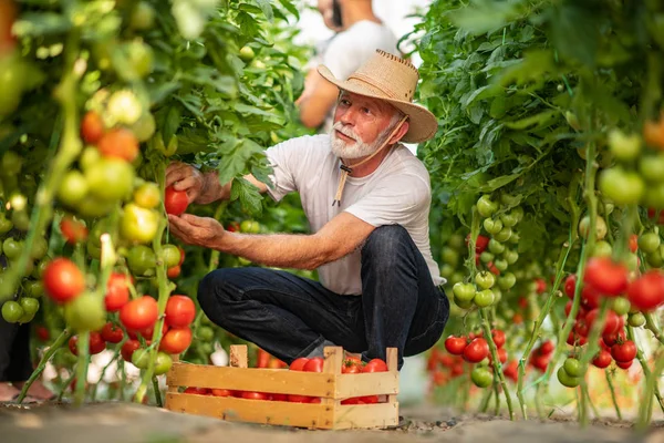 Tatăl Fiul Lucrează Seră Culegând Roșii — Fotografie, imagine de stoc