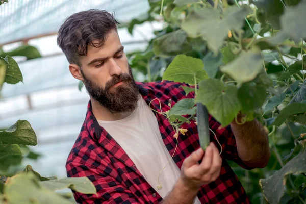 Farmer Checking Cucumber Greenhouse — Stock Photo, Image