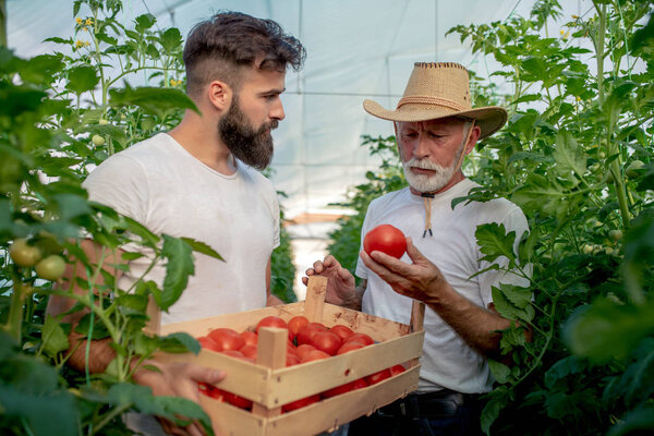 Father and son check harvest of tomato in greenhouse.People,farming, gardening and agriculture concept.