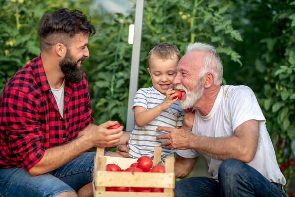 Grandfather,son and grandson working in greenhouse,picking tomatoes. The boy feeds his grandfather.