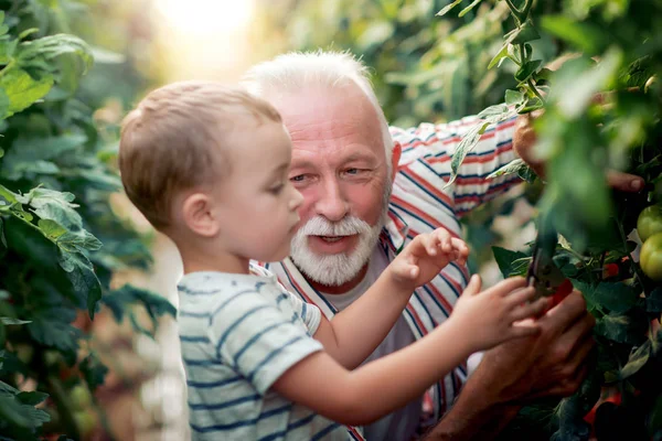 Nagyapa Unokája Üvegházhatást Okozó Azok Felvétele Paradicsom Együtt — Stock Fotó