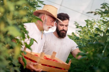 Baba ve oğul seradaki domates hasadını kontrol ediyor. İnsanlar, tarım, bahçıvanlık ve tarım kavramları..
