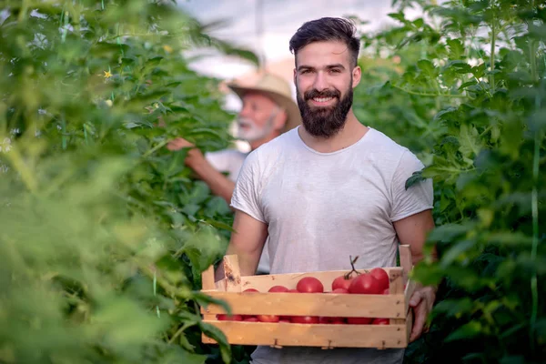 Pai Filho Verificar Colheita Tomate Greenhouse People Agricultura Jardinagem Conceito — Fotografia de Stock