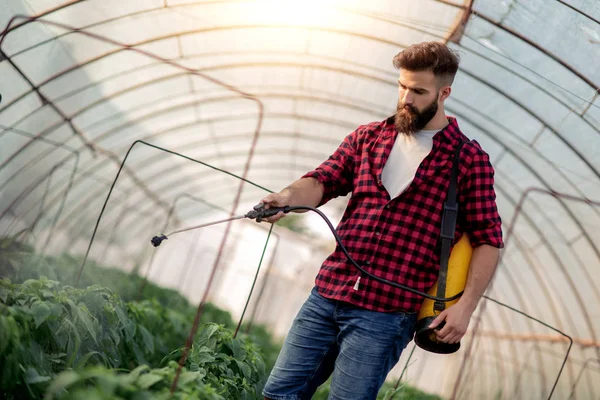 Jovem Agricultor Pulverização Cuidados Com Plantas Pimentas Estufa — Fotografia de Stock