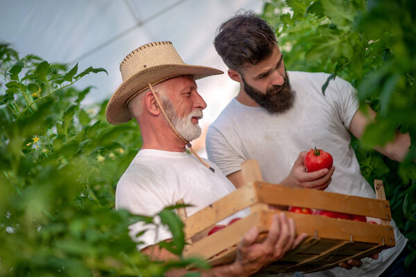 Father and son check harvest of tomato in greenhouse.People,farming, gardening and agriculture concept.