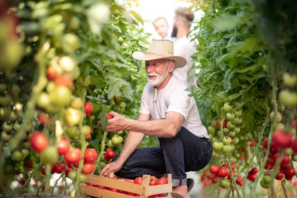 Père Fils Vérifient Récolte Tomates Serre Concept Des Personnes Agriculture — Photo