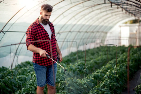 Jovem Agricultor Pulverizando Pimenta Estufa — Fotografia de Stock