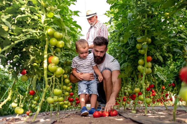 Grand Père Fils Petit Fils Travaillant Serre Cueillette Tomates — Photo