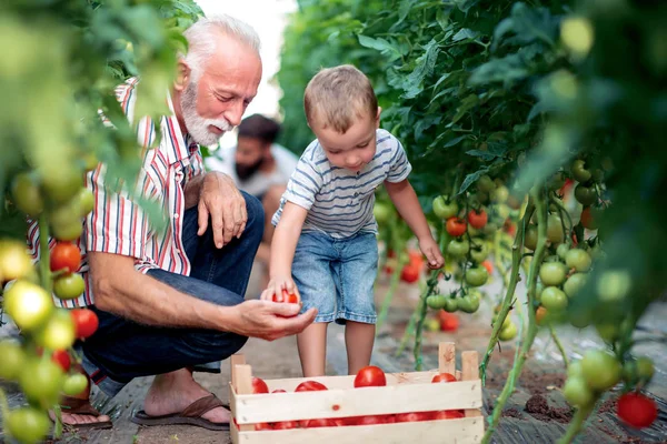 Familjen Arbetar Tillsammans Växthus Porträtt Farfar Son Och Sonson Medan — Stockfoto