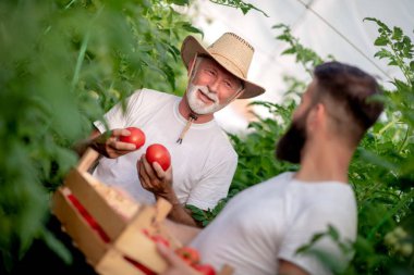 Baba ve oğul seradaki domates hasadını kontrol ediyor. İnsanlar, tarım, bahçıvanlık ve tarım kavramları..
