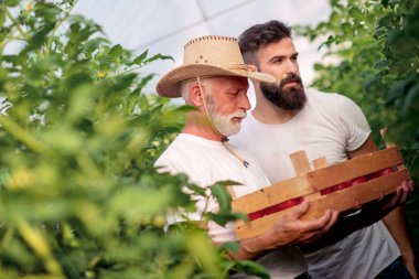 Baba ve oğul seradaki domates hasadını kontrol ediyor. İnsanlar, tarım, bahçıvanlık ve tarım kavramları..