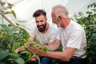 Baba oğul seradaki biber hasadını kontrol edin. İnsanlar, çiftçilik, bahçıvanlık ve tarım kavramı..