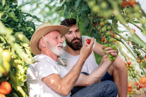 아버지와아 온실에서의 토마토 수확을 조사한다 — 스톡 사진