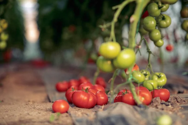 Organic tomato planting in garden.