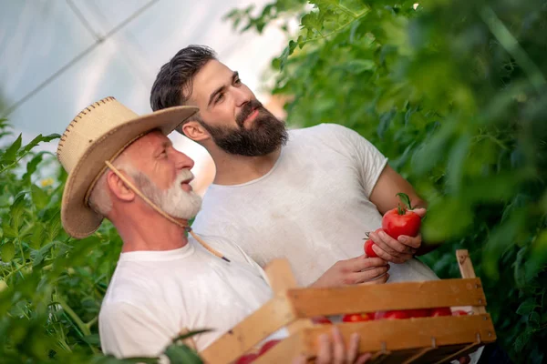 Vader Zoon Controleren Oogst Van Tomaten Kassen Mensen Landbouw Tuinieren — Stockfoto