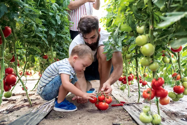 Grand Père Fils Petit Fils Travaillant Serre Cueillette Tomates — Photo