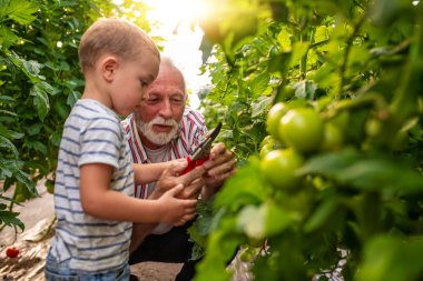 Dedesi ve serada, çalışma torunu domates toplama.