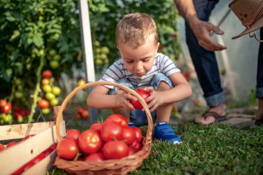 Küçük çocuk sera domates toplama.