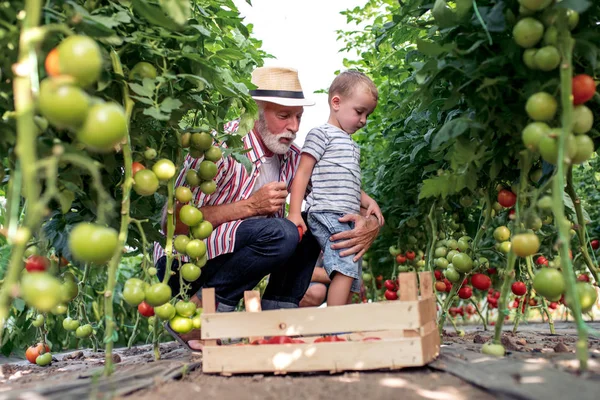 Opa Kleinzoon Werken Kas Tomaten Plukken — Stockfoto