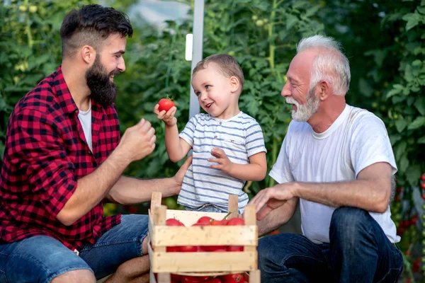 Großvater Sohn Und Enkel Arbeiten Gewächshaus Und Pflücken Tomaten — Stockfoto