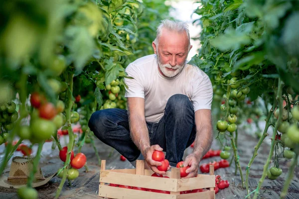Farmer Picking Tomatoes Gardening Concept — Stock Photo, Image