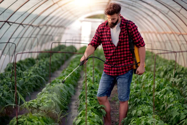 Pulvérisation Fermière Soins Aux Plantes Tomate Serre — Photo